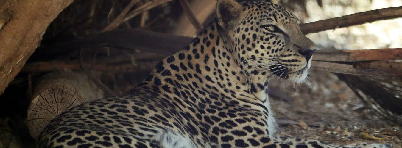 一只成年雄性阿拉伯豹(学名:Panthera pardus nimr)卧于灌木下的阴凉处。 图片© Karlos Lomsky/Adobe Stock 一只成年雄性阿拉伯豹(学名:Panthera pardus nimr)卧于灌木下的阴凉处。 图片© Karlos Lomsky/Adobe Stock